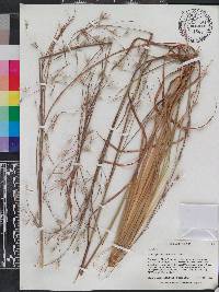 Andropogon brachystachyus image