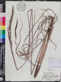 Andropogon glomeratus var. glaucopsis image