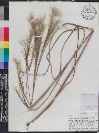 Andropogon glomeratus image