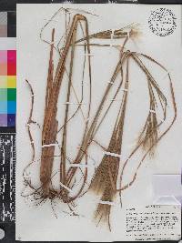 Andropogon glomeratus image