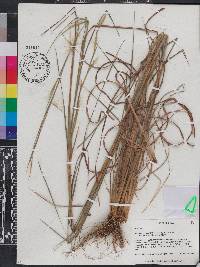 Andropogon glomeratus var. hirsutior image