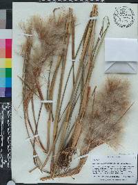 Andropogon glomeratus image