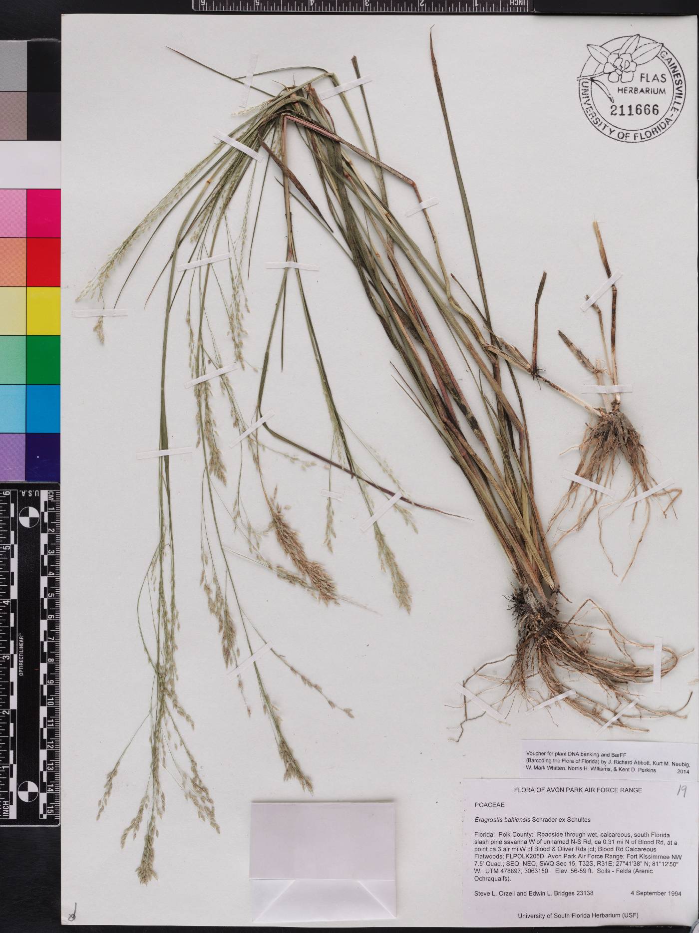 Eragrostis bahiensis image