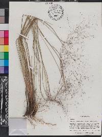 Muhlenbergia capillaris image