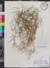 Muhlenbergia schreberi image