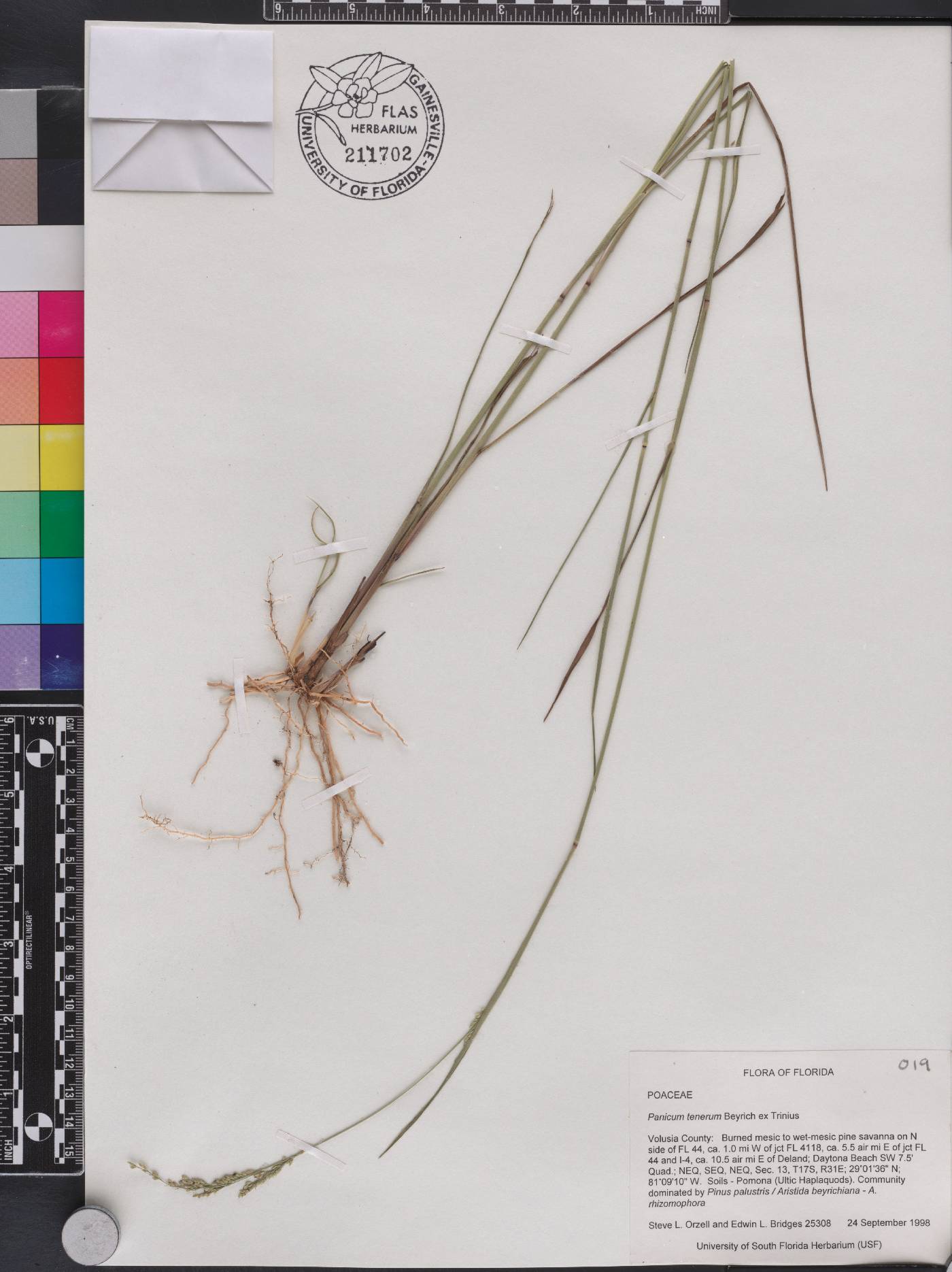 Panicum tenerum image