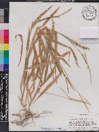 Urochloa plantaginea image