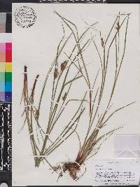 Carex caroliniana image