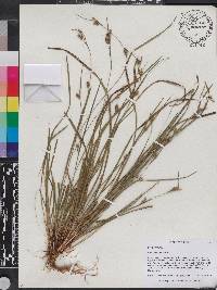 Carex godfreyi image