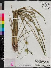 Carex lonchocarpa image