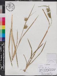 Carex lonchocarpa image