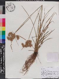 Cyperus surinamensis image