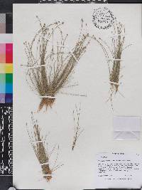 Eleocharis geniculata image