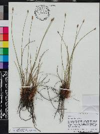 Eleocharis melanocarpa image