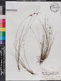 Rhynchospora plumosa image