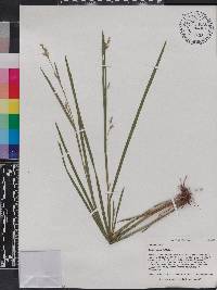 Scleria reticularis image