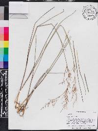 Juncus pelocarpus image