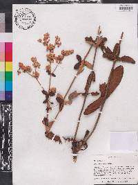 Eriogonum tomentosum image