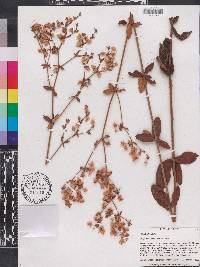 Eriogonum tomentosum image