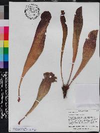 Sarracenia mitchelliana image