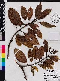 Miconia amplinodis image