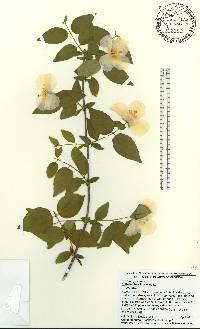 Philadelphus inodorus image