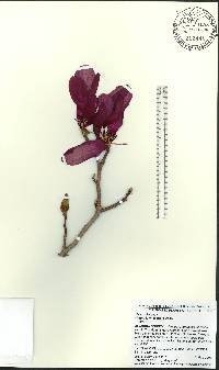 Magnolia liliiflora image