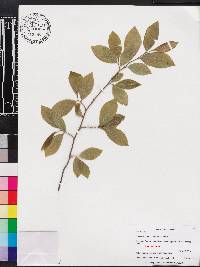 Stewartia malacodendron image