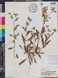 Sabatia calycina image