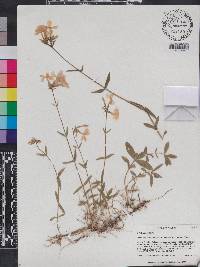 Phlox divaricata var. laphamii image