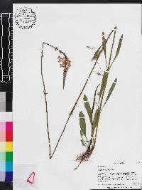 Physostegia leptophylla image