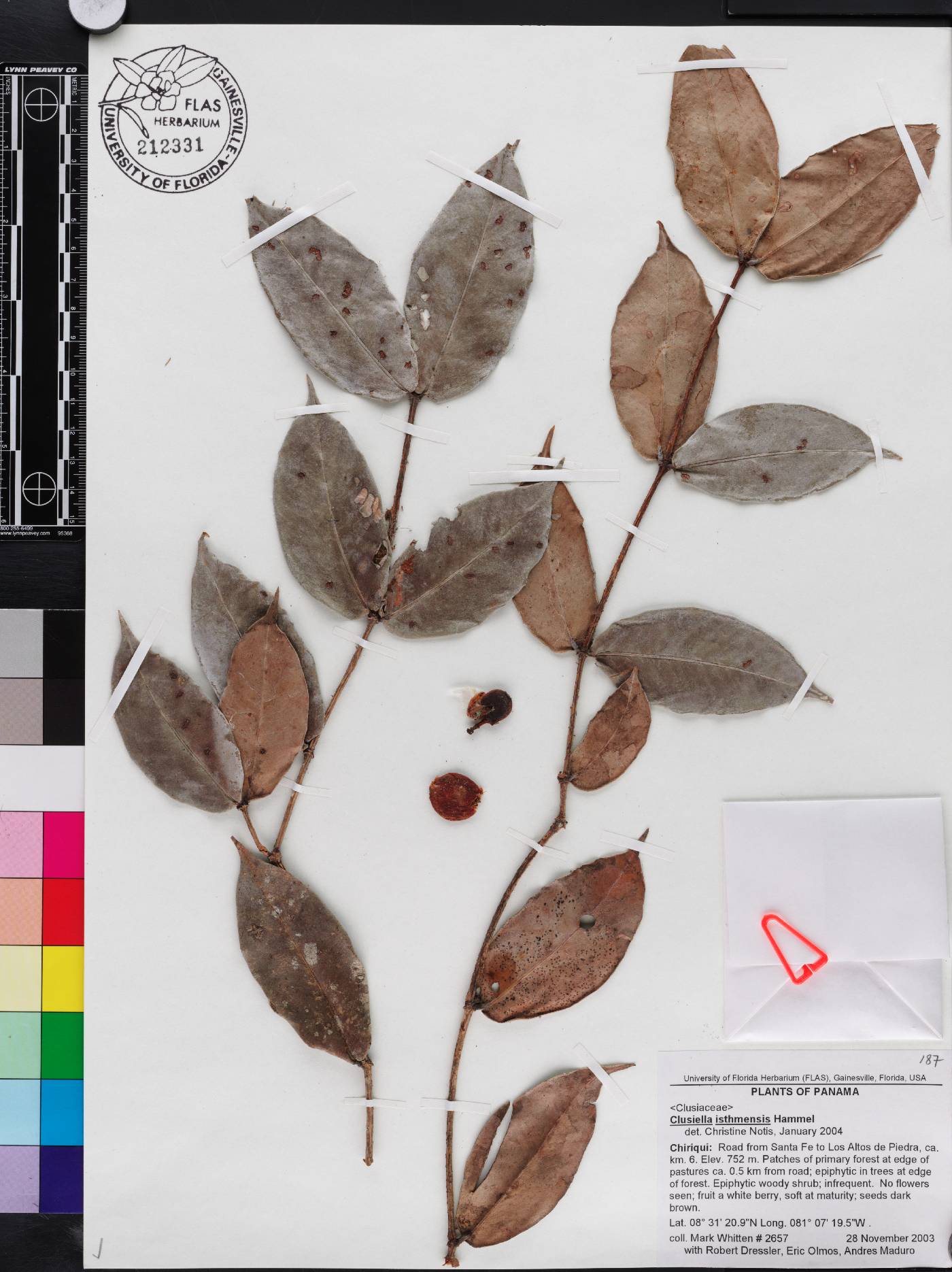 Clusiella isthmensis image