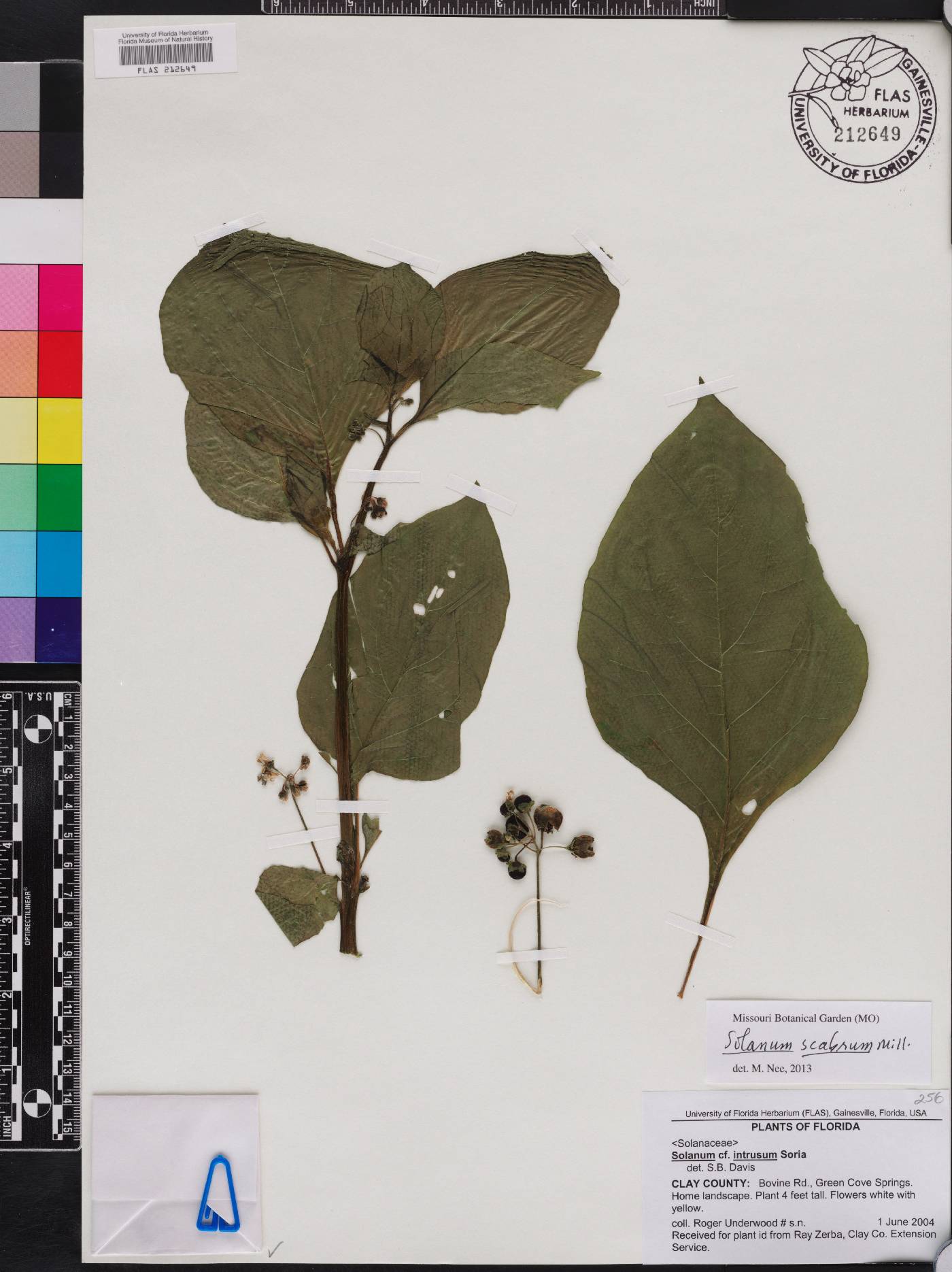 Solanum scabrum image