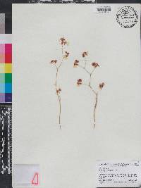 Oncidium dichromaticum image