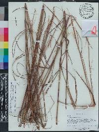 Andropogon ternarius image