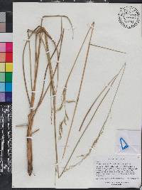 Eriochloa michauxii image