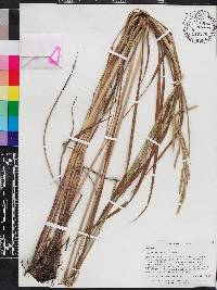 Paspalum urvillei image