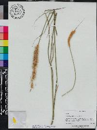 Pennisetum polystachion image