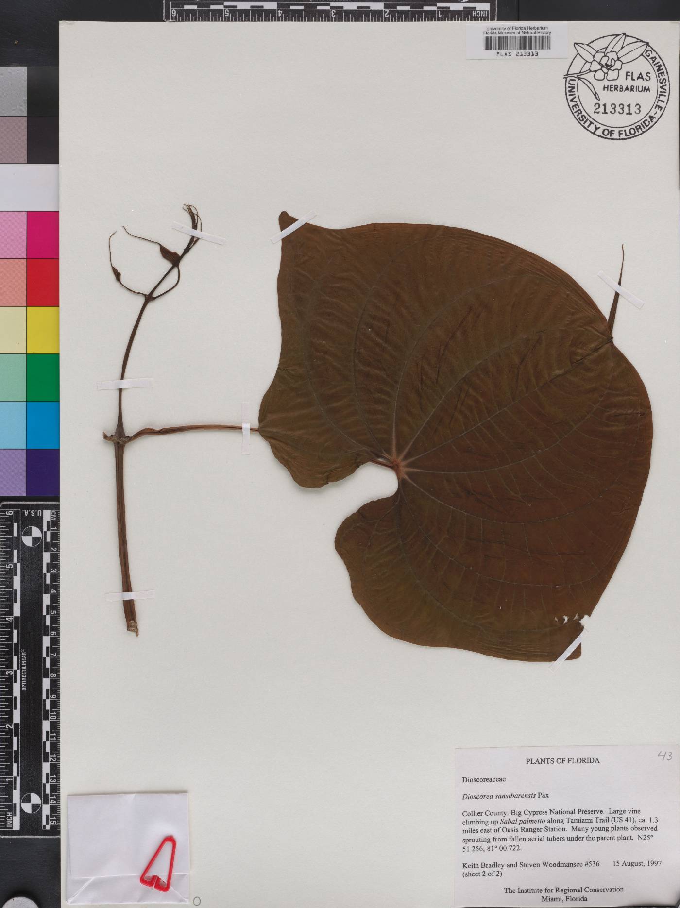 Dioscorea sansibarensis image