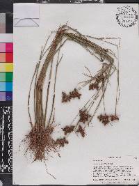 Fuirena breviseta image