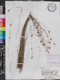 Rhynchospora gracilenta image