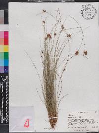 Rhynchospora plumosa image