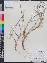 Cenchrus spinifex image