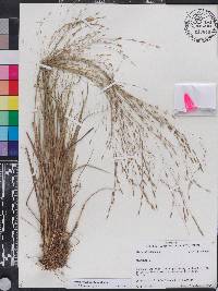 Eragrostis refracta image