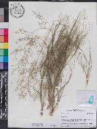 Eragrostis lugens image