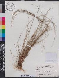 Aristida purpurascens image