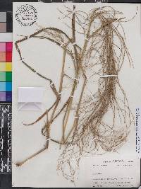 Leptochloa panicea subsp. brachiata image