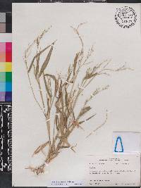 Urochloa ramosa image