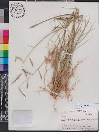 Spartina patens image