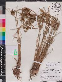 Cyperus iria image